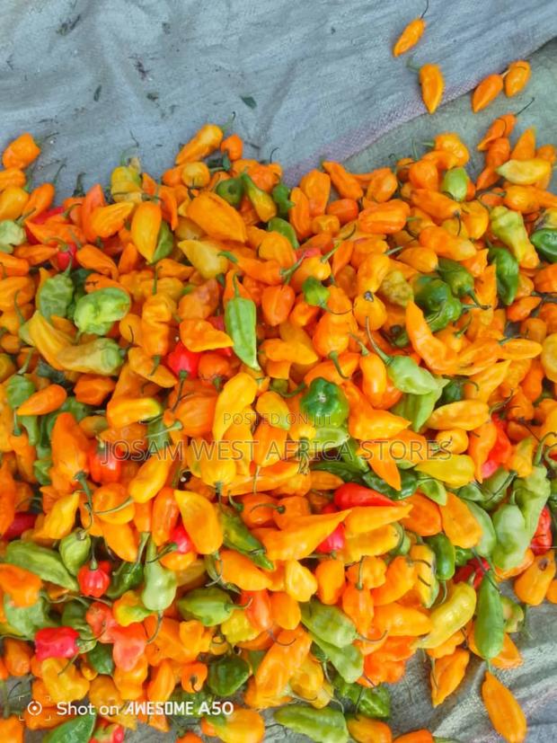 Habanero Pepper - main view