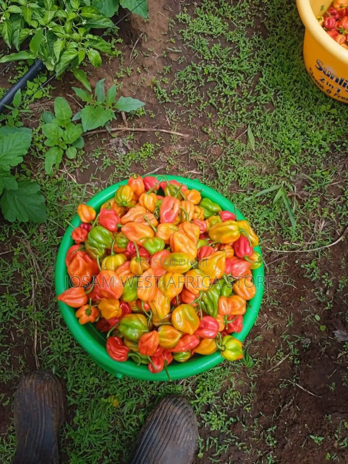 Habanero Pepper
