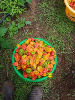 Habanero Pepper