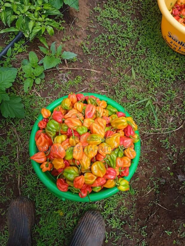 Habanero Pepper - thumbnail 4