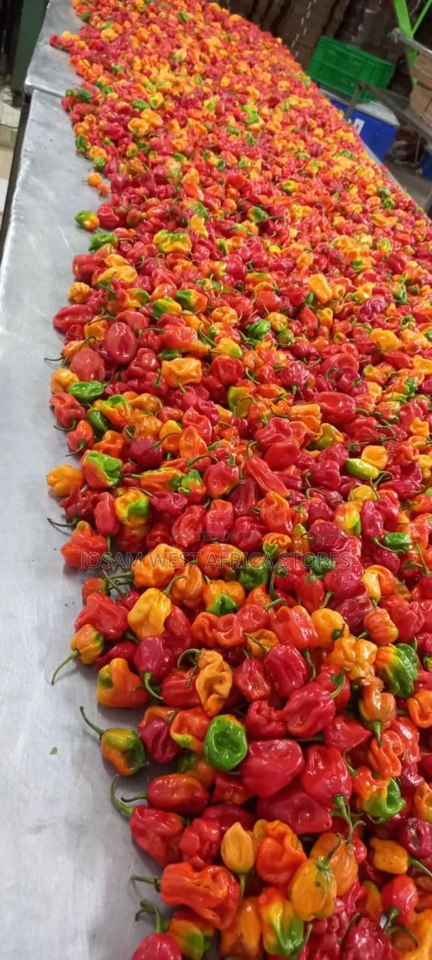 Habanero Pepper - thumbnail 3