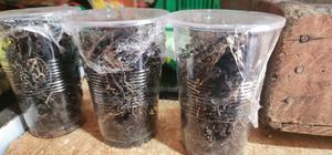 Dried Bitter Leaf Pack - main view