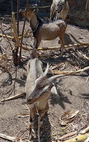 2 Goats (Male and Female)