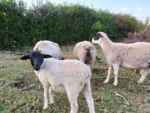 Dopper Sheep on Sale - main view