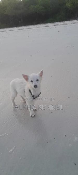 3-6 months Female Purebred Japanese Spitz - thumbnail 2