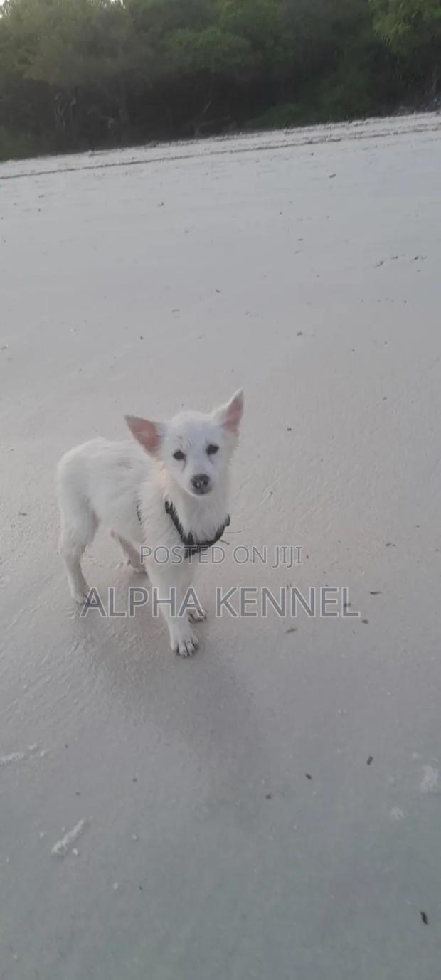 3-6 months Female Purebred Japanese Spitz - main view