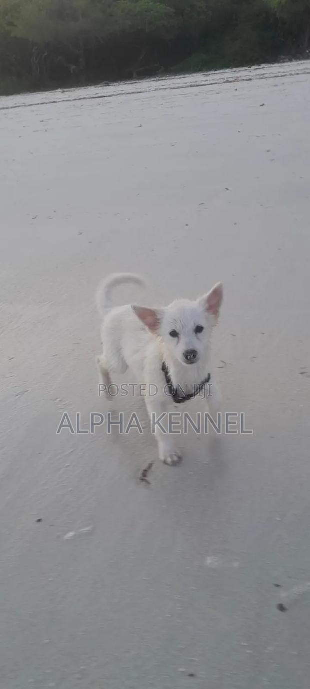 3-6 months Female Purebred Japanese Spitz - thumbnail 3