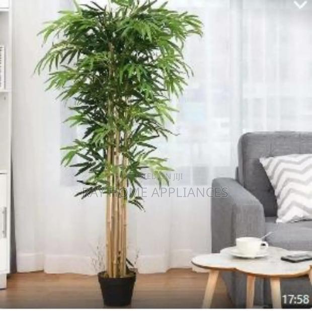 High Quality Potted House Tree Size 120cms Equivalent to 4ft - thumbnail 2