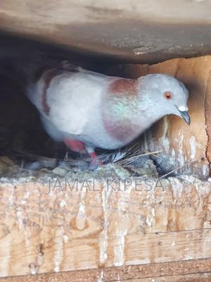 Local Pigeons - thumbnail 2