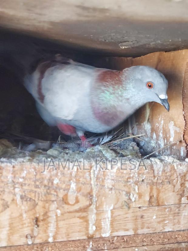 Local Pigeons - main view