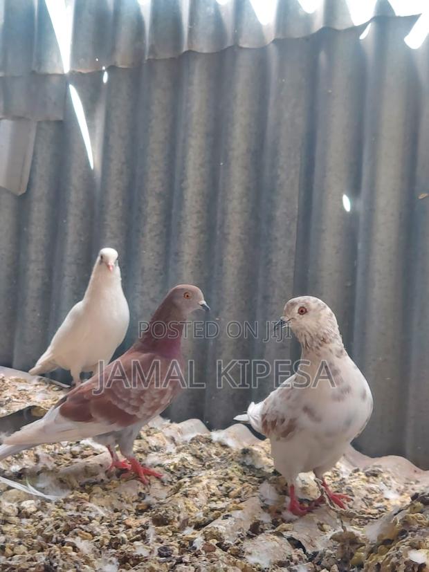 Local Pigeons - thumbnail 3