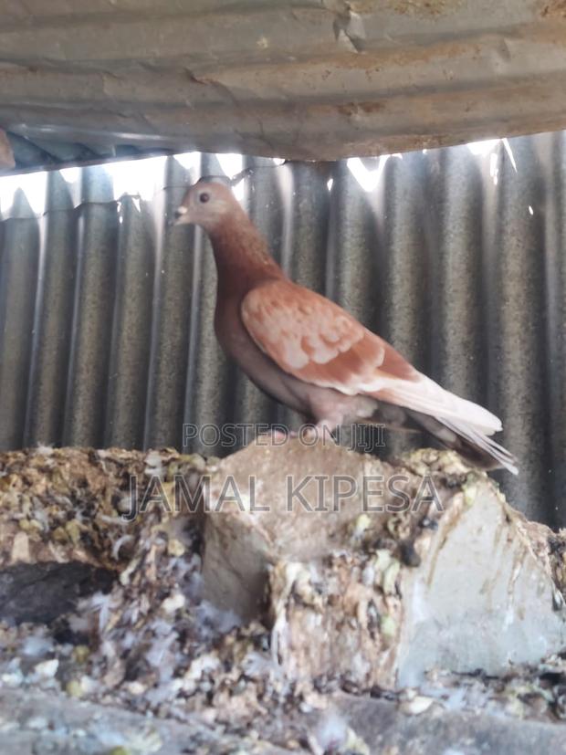 Local Pigeons - thumbnail 4