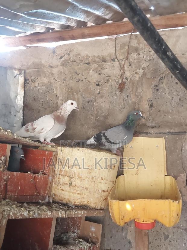 Local Pigeons - thumbnail 5