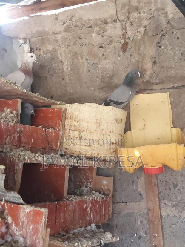 Local Pigeons - thumbnail 6