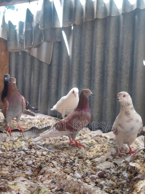 Local Pigeons - thumbnail 7