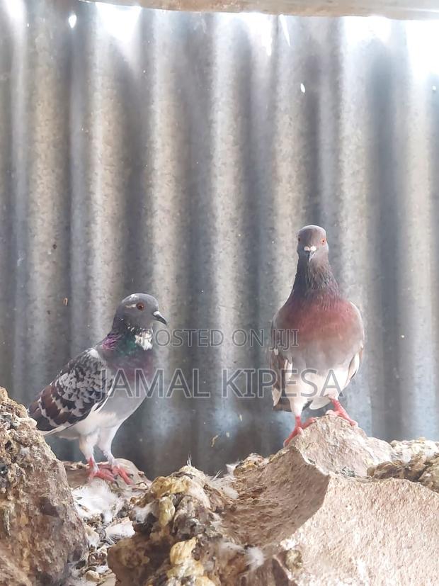 Local Pigeons - thumbnail 8