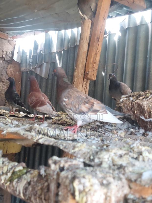 Local Pigeons - thumbnail 9