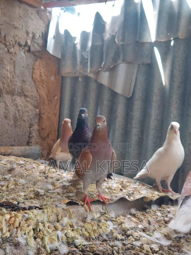 Local Pigeons - thumbnail 10