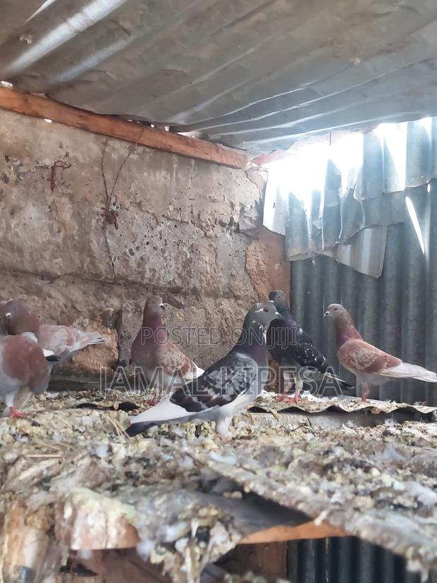 Local Pigeons - thumbnail 11