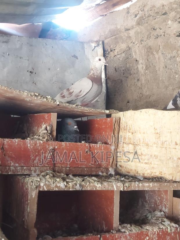 Local Pigeons - thumbnail 12