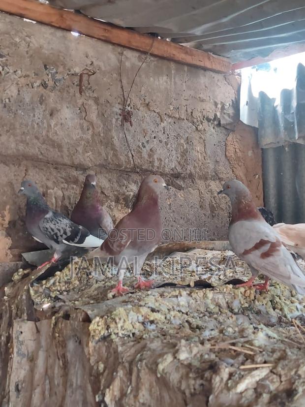 Local Pigeons - thumbnail 13