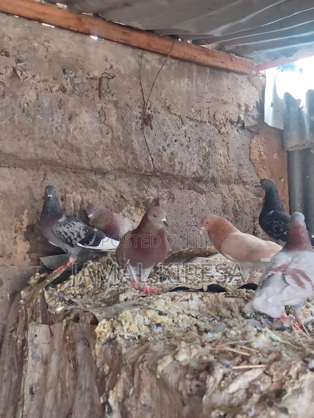 Local Pigeons - thumbnail 14