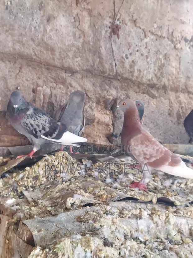 Local Pigeons - thumbnail 15