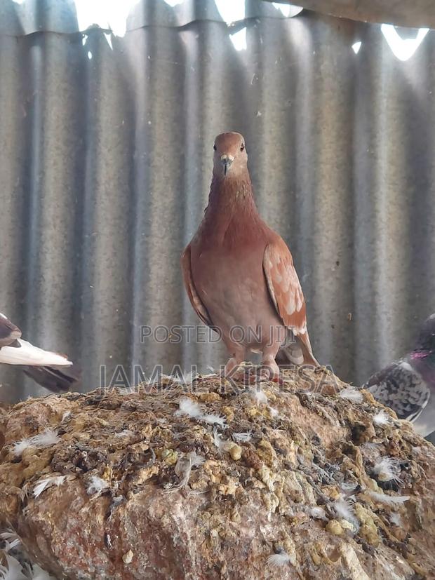 Local Pigeons - thumbnail 16