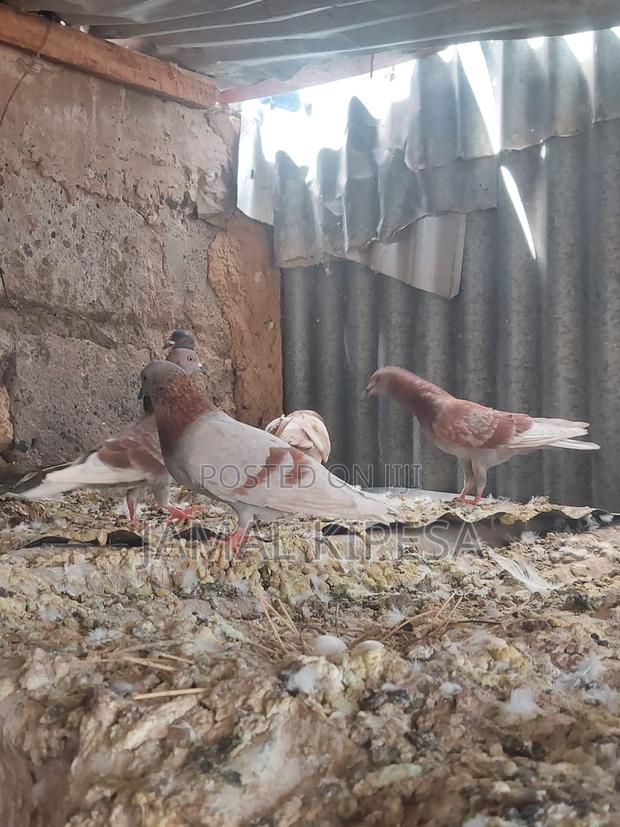 Local Pigeons - thumbnail 17