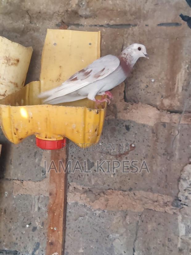 Local Pigeons - thumbnail 18