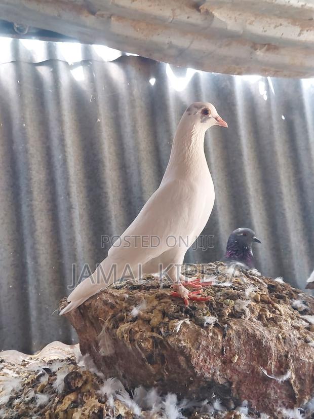 Local Pigeons - thumbnail 19