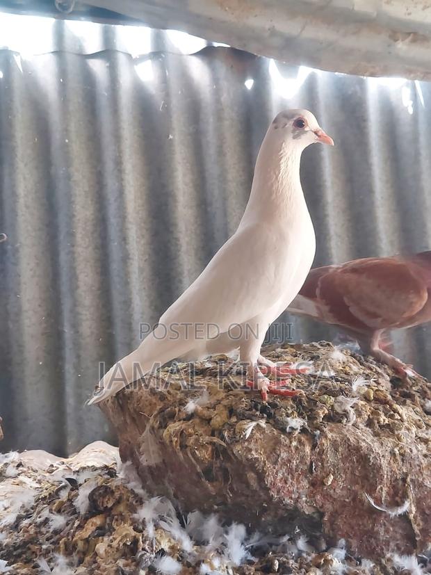 Local Pigeons - thumbnail 20