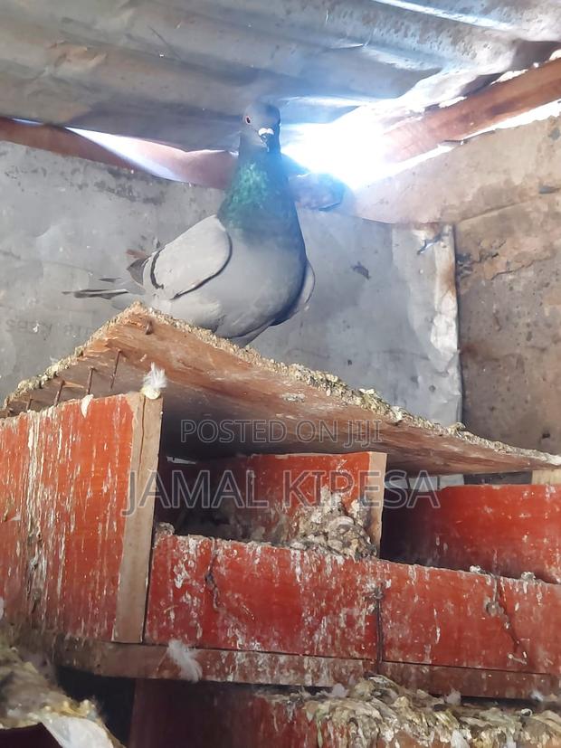 Local Pigeons - thumbnail 21