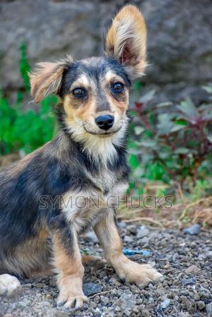 3-6 months Male Mixed Breed Japanese Spitz - main view