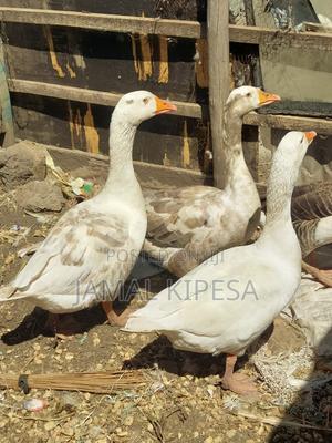 Giant Geese - thumbnail 2