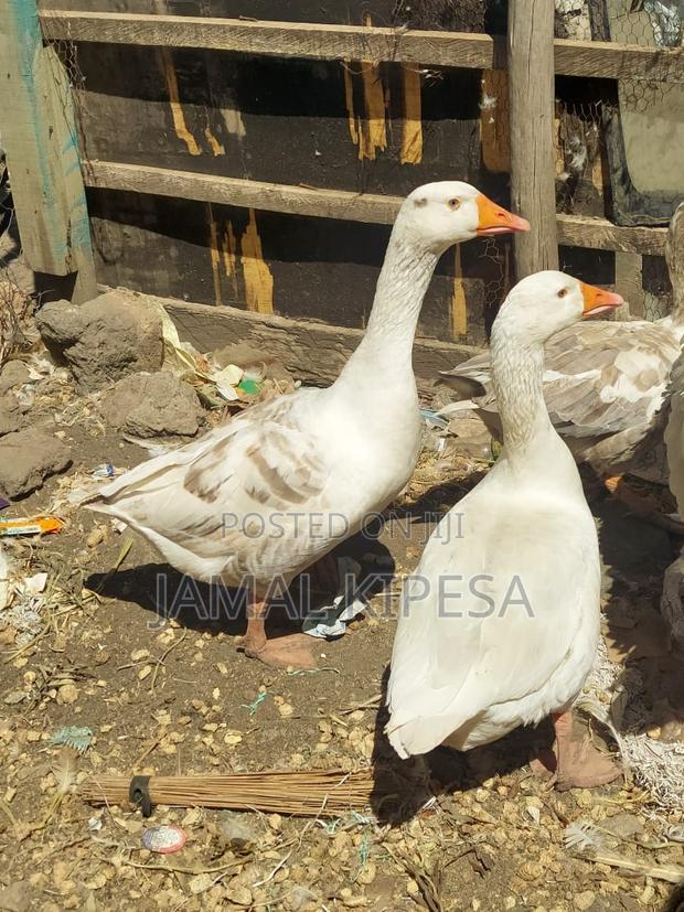 Giant Geese - thumbnail 3