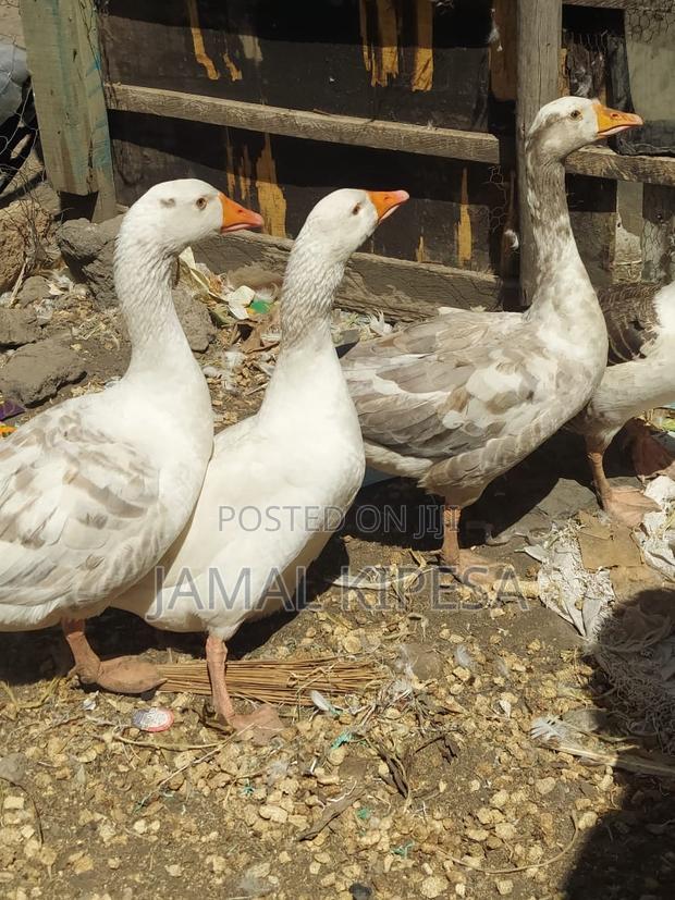 Giant Geese - thumbnail 4