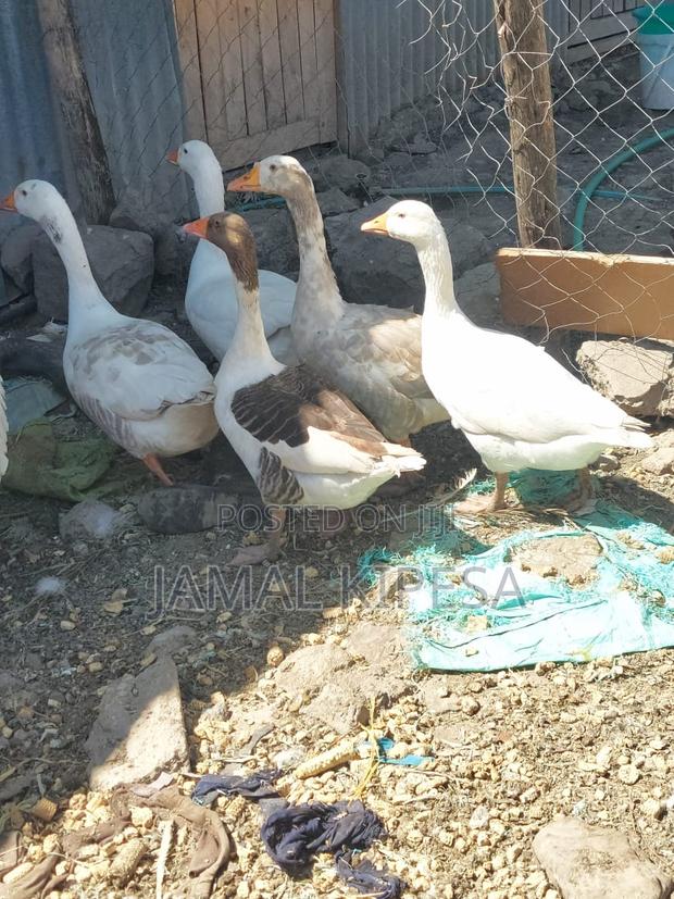 Giant Geese - thumbnail 5