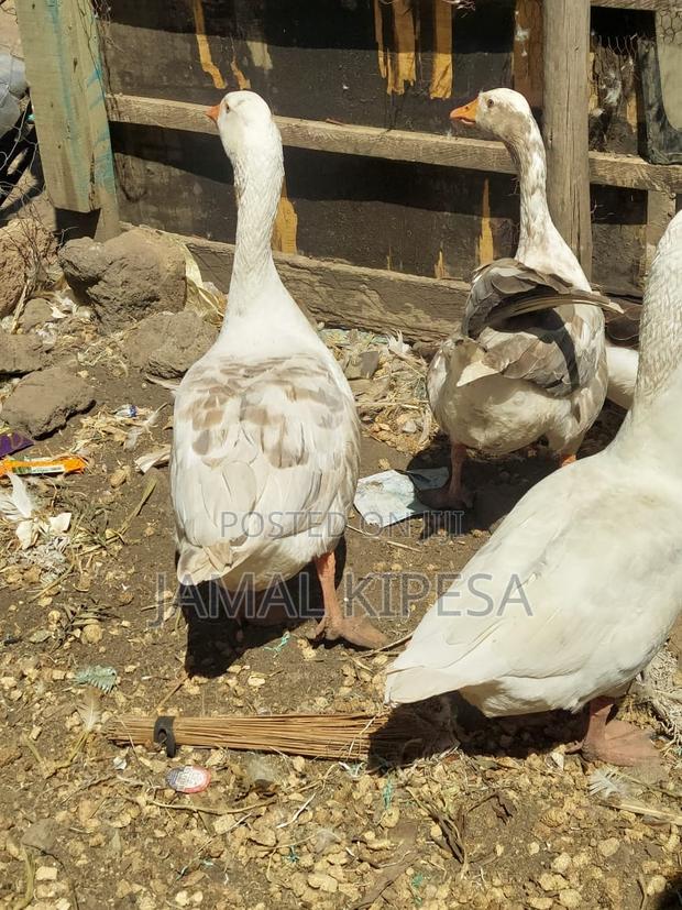 Giant Geese - thumbnail 6