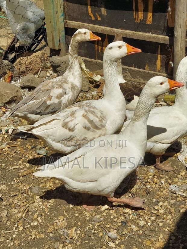 Giant Geese - thumbnail 7