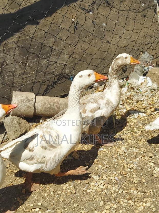 Giant Geese - thumbnail 8