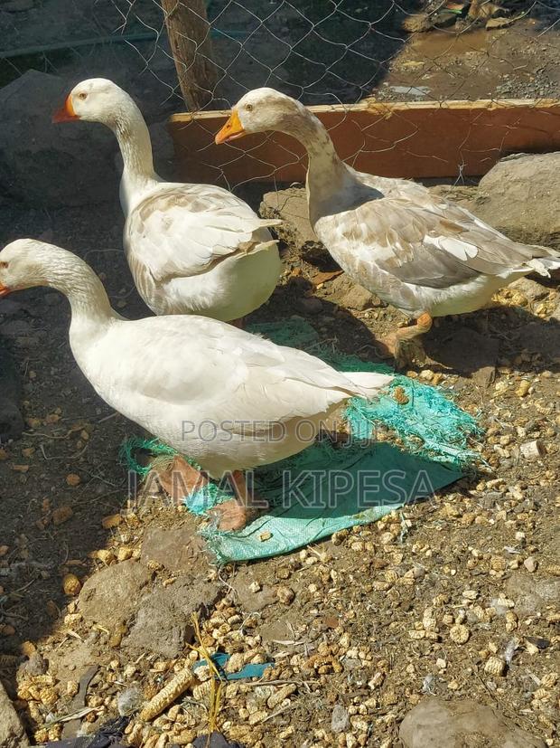 Giant Geese - thumbnail 9