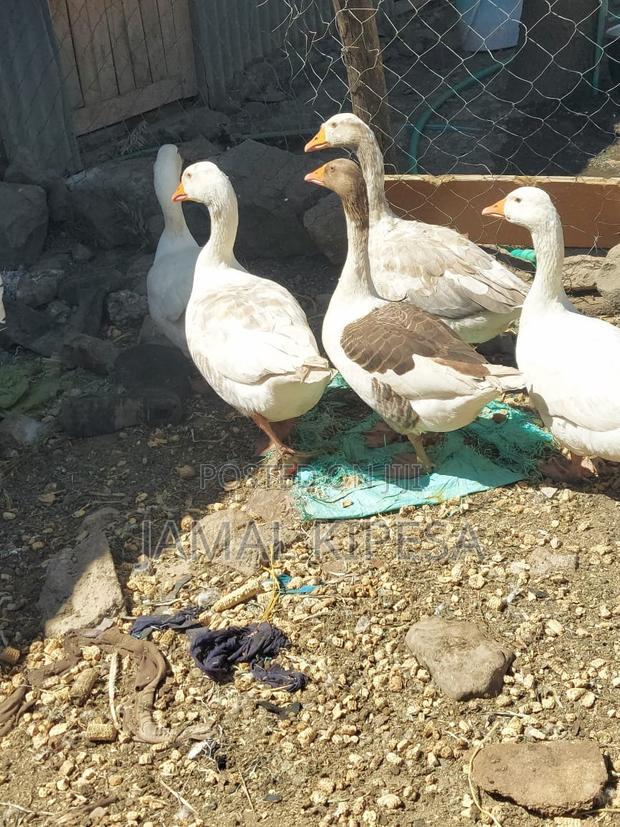 Giant Geese - thumbnail 10