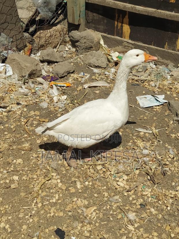 Giant Geese - thumbnail 11