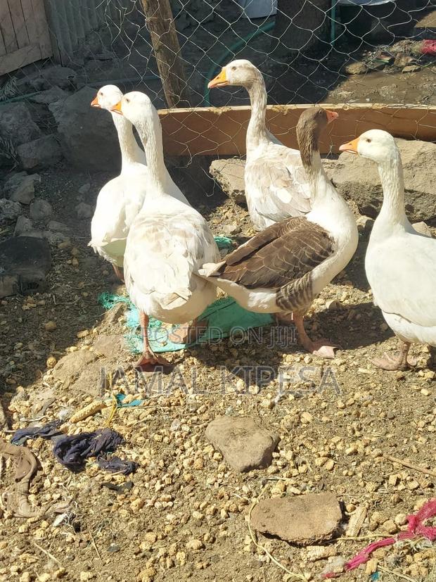 Giant Geese - thumbnail 12