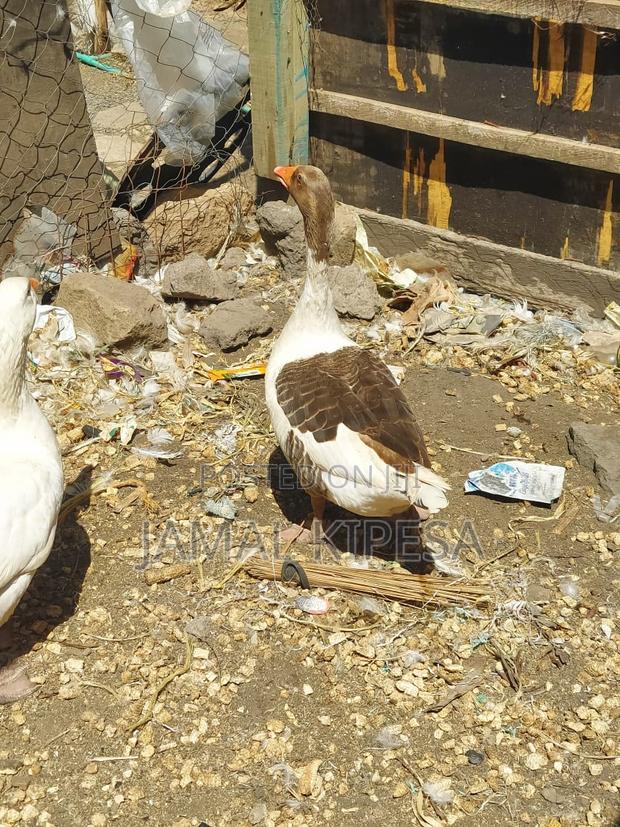 Giant Geese - thumbnail 13