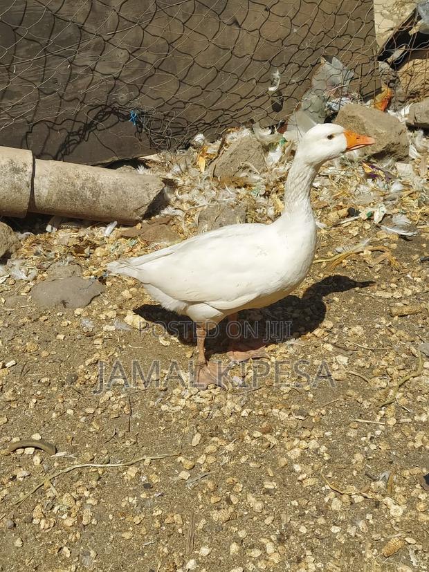 Giant Geese - thumbnail 14