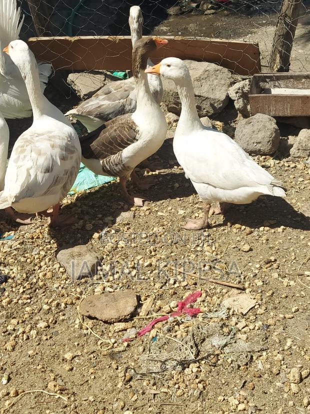 Giant Geese - thumbnail 15