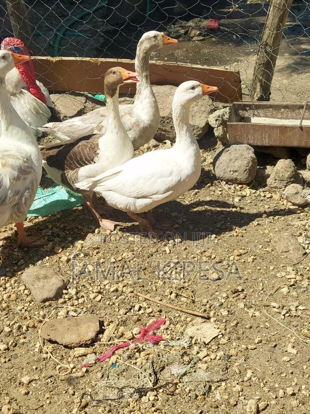 Giant Geese - thumbnail 16