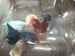 Agriculture and Farm Animals - main view